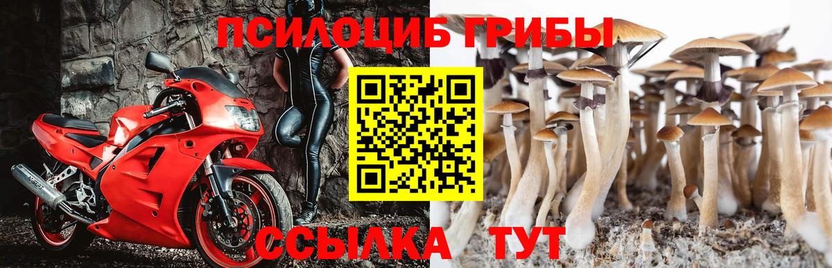Галлюциногенные грибы Psilocybe Волгодонск
